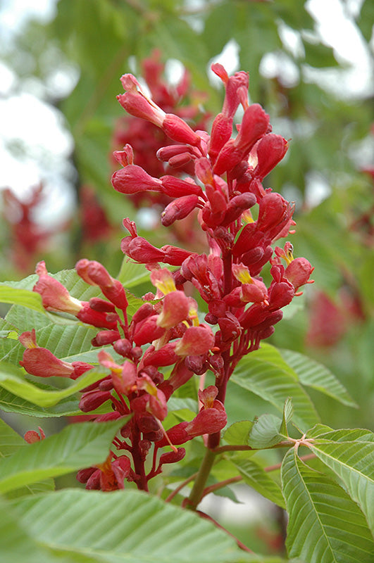 Buckeye-Red 5'B
