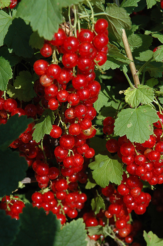 Currant-Red Lake 2C