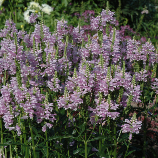 Physostegia-Virginiana 1C