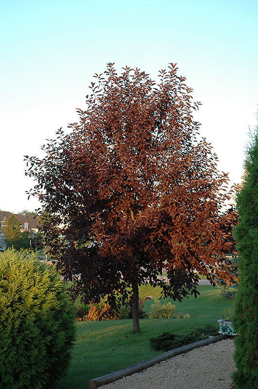 Cherry-Canada Red 1.75"B