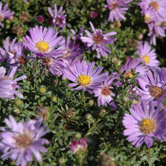 Aster-Wood's Light Blue 1C