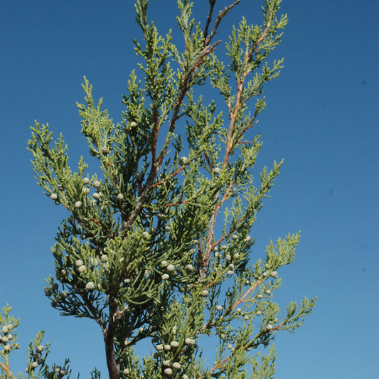 Juniper-Hetzi Columnaris 7C