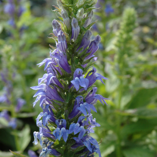 Lobelia-Siphilitica 1C