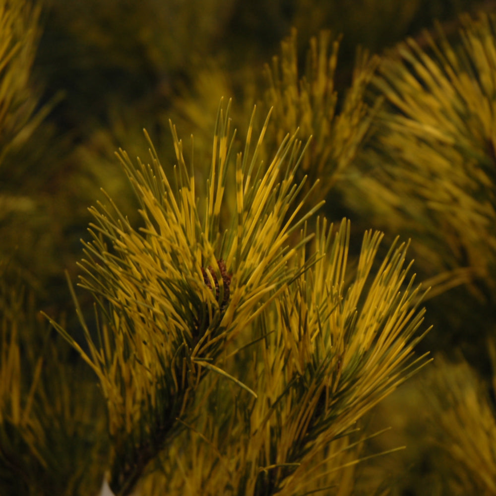 Pine-Burke's Red Variegated 3-4'B