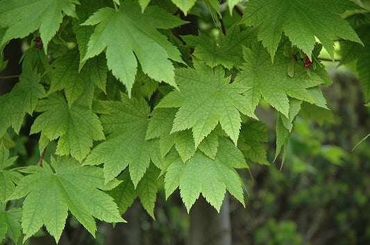 Maple-Vitifolium 6C
