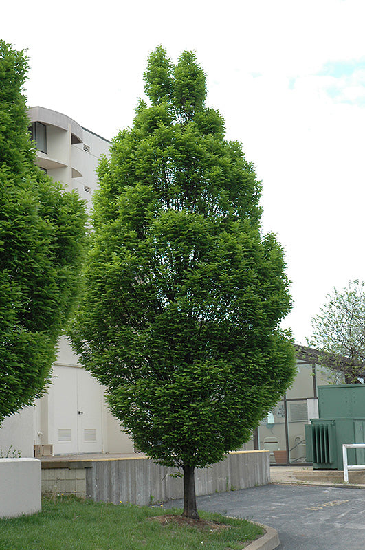 Hornbeam-European 1.75"BP