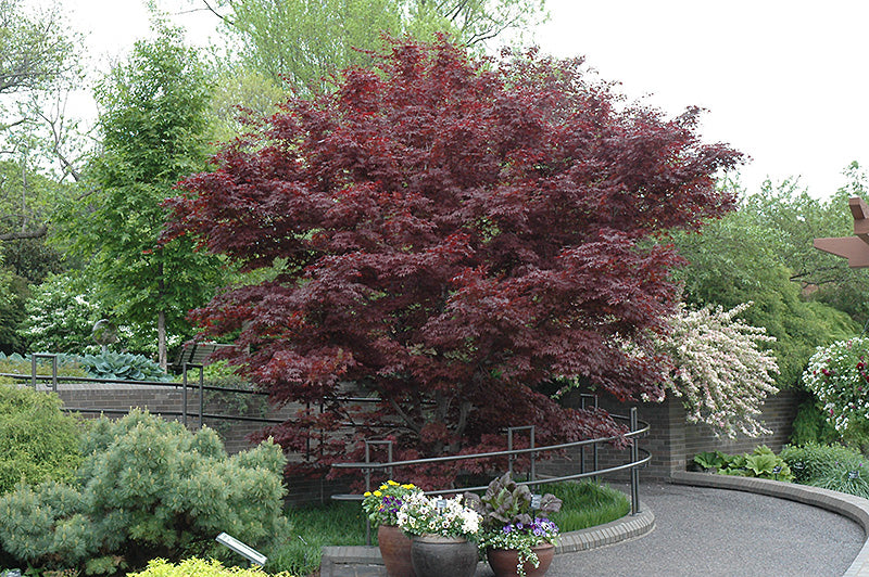 Maple-Bloodgood 15C 4-5'