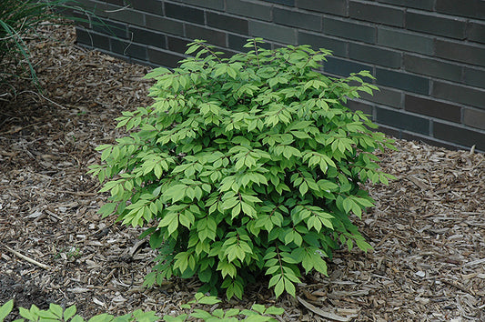Burning Bush-Little Moses 5C