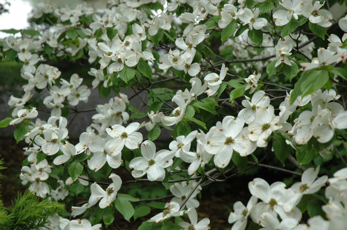Dogwood-Cherokee Princess 1.5"B