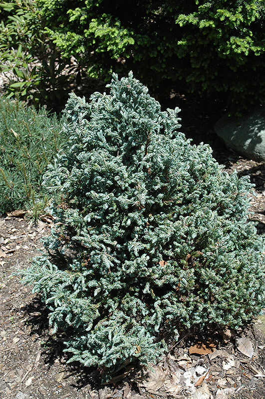 Cypress-Curly Tops 6C