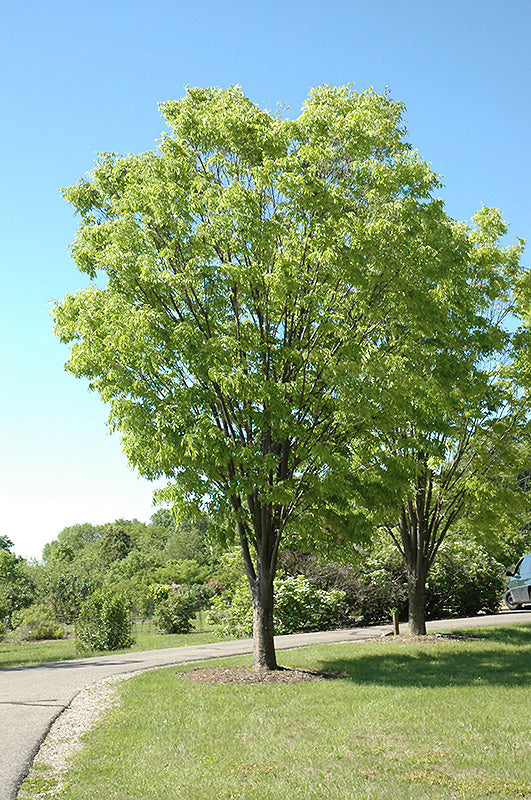 Zelkova-Green Vase 2.0"B