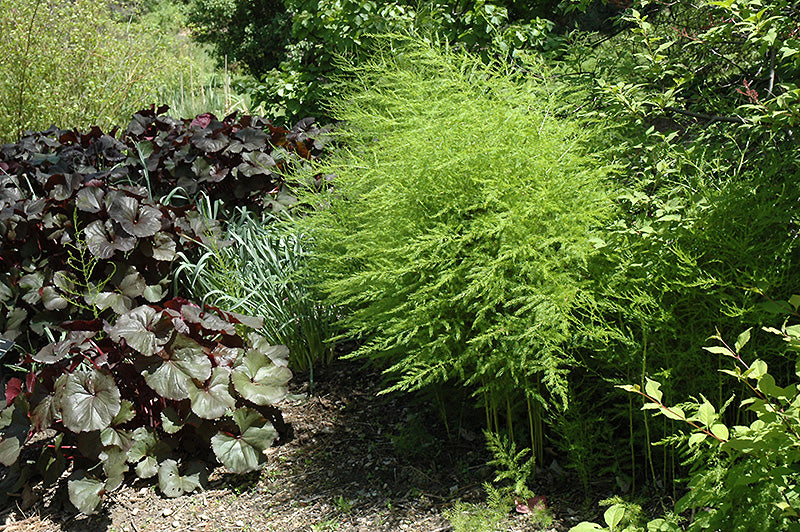 Asparagus-Martha Washington 2C