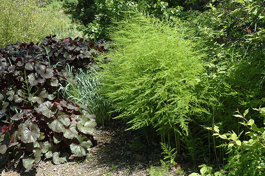 Asparagus-Martha Washington 2C