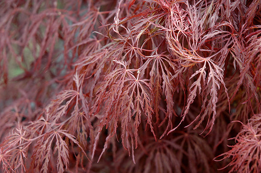 Maple-Crimson Queen 5C