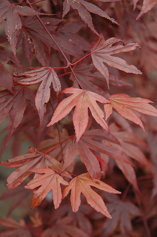 Maple-Fireglow 4-5' 15C