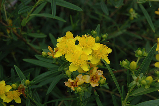 Hypericum-Gemo 2C