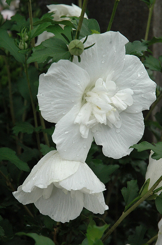 Althea-White Chiffon On Standard 6C