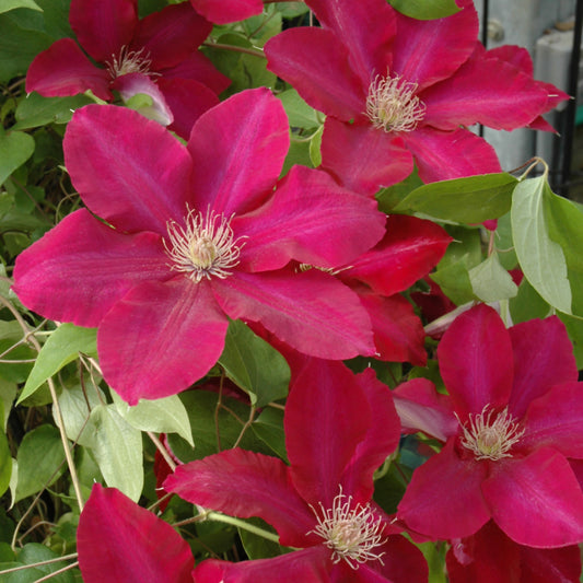 Clematis-Rebecca 1C