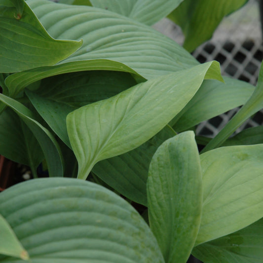 Hosta-T-Rex 1C