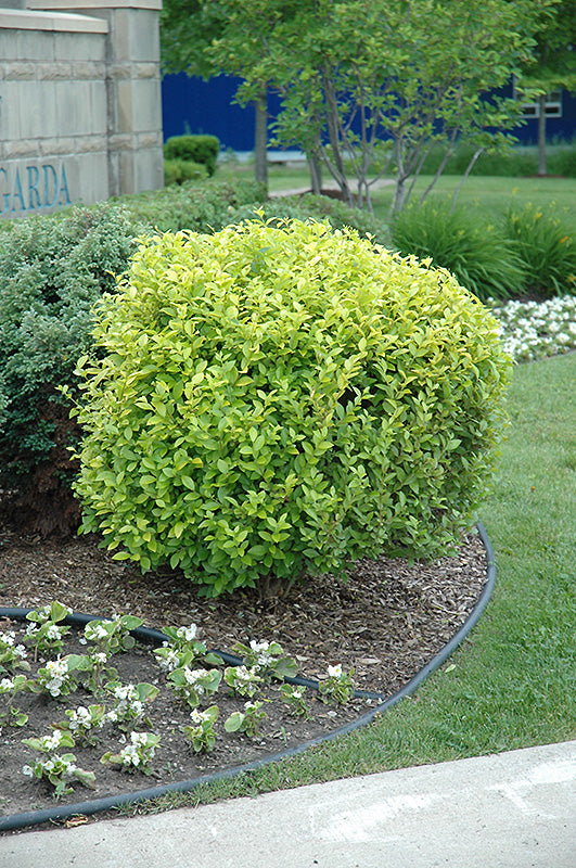 Privet-Golden Vicary 3CP