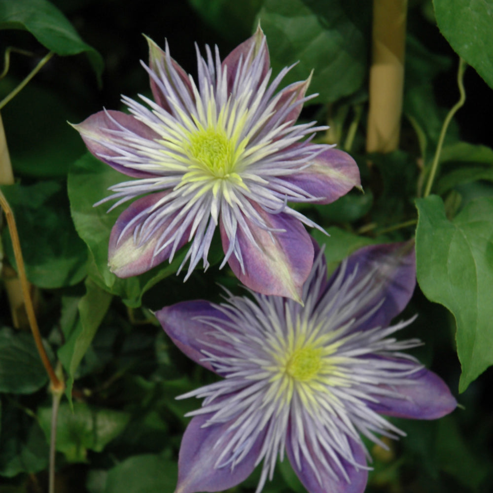 Clematis-Crystal Fountain 1C