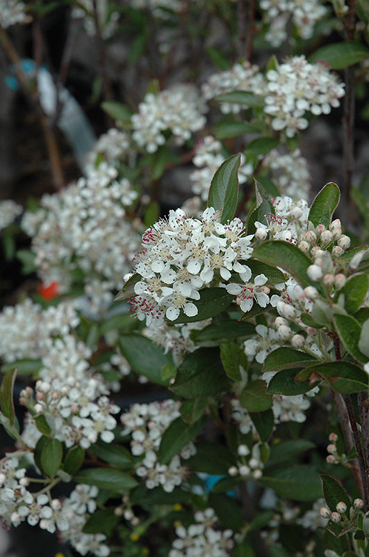 Chokeberry-Red 3C