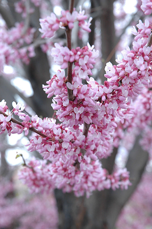 Redbud-Clump 6'B