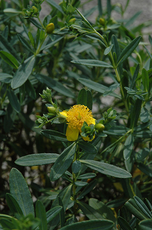 Hypericum-Blue Velvet 3C