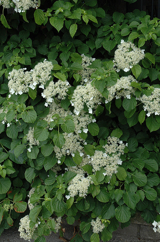 Hydrangea-Climbing 2C