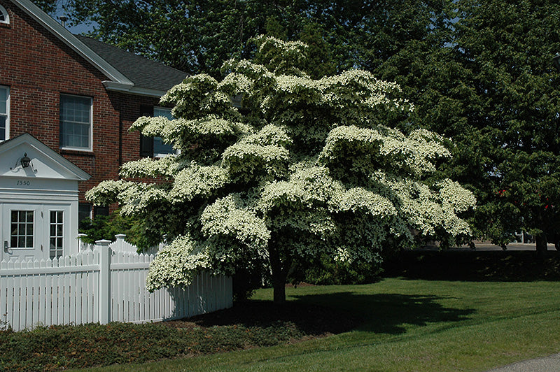 Dogwood-Kousa 1.5"B
