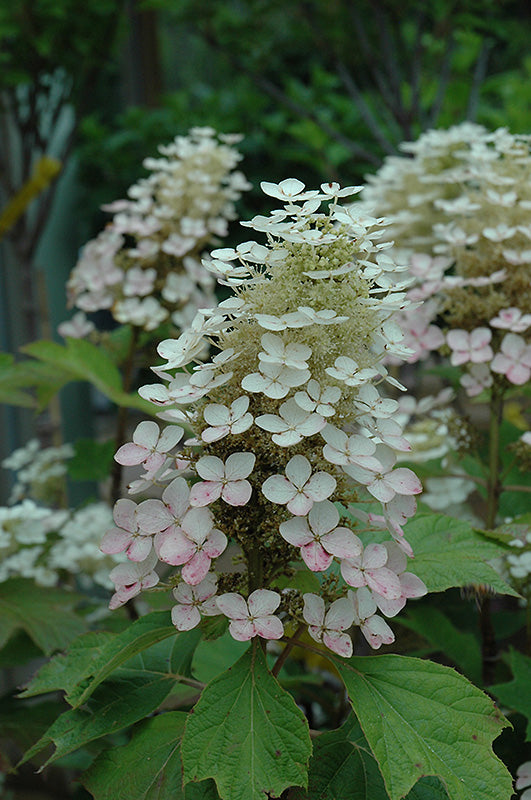 Hydrangea-Oakleaf Alice 3C