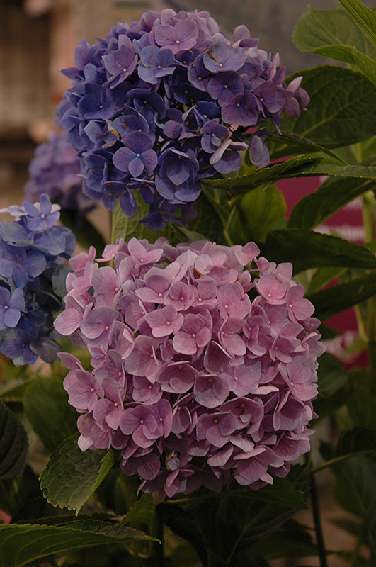 Hydrangea-L.A. Dreamin'® 3C