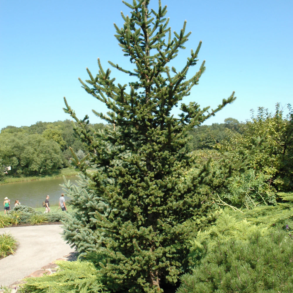 Spruce-Hillside Upright 6C