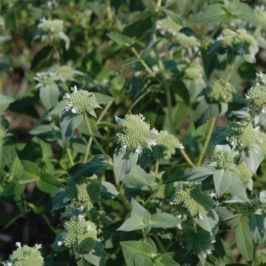 Pycnanthemum-Muticum 1C