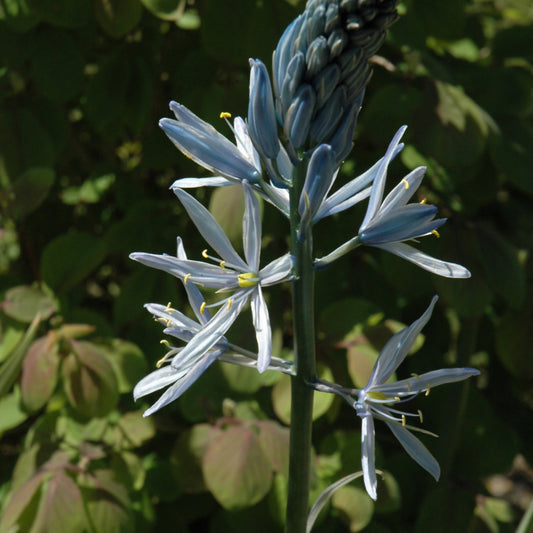 Camassia-Wild Hyacinth 3.5"C