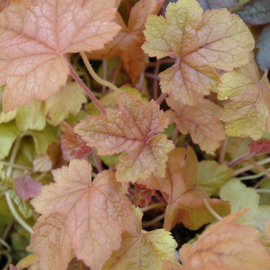 Heucherella-Redstone Falls 1C