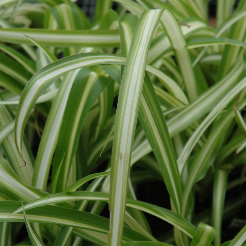 Chlorophytum-Green Edge 11"H