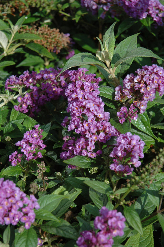 Buddleia-Purple Haze 3C