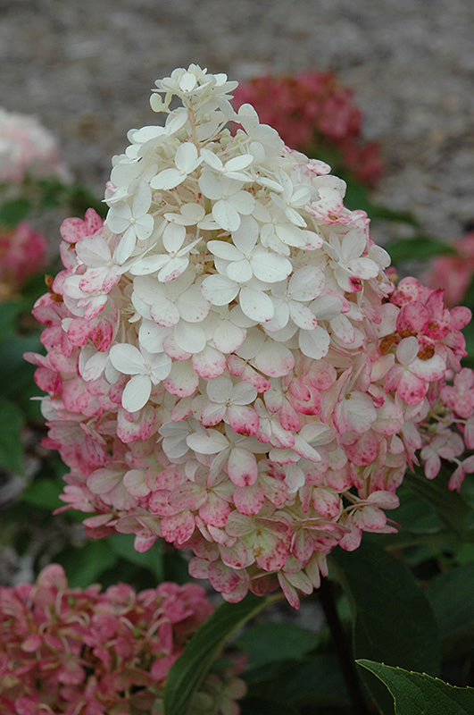 Hydrangea-Vanilla Strawberry® on Standard 10C