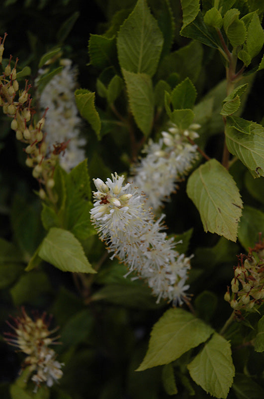 Clethra-Sugartina 3CP