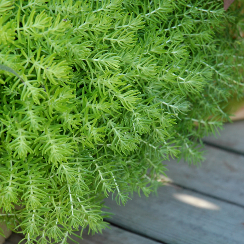 Sedum-Lemon Ball Qt