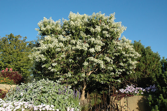 Heptacodium-Seven Son Flower 7'B