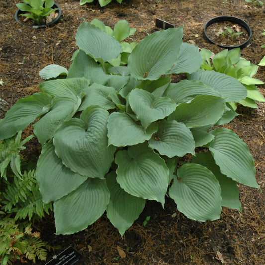 Hosta-Queen of the Seas 1C