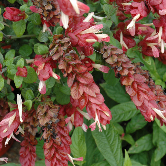 Shrimp Plant-Red 10"