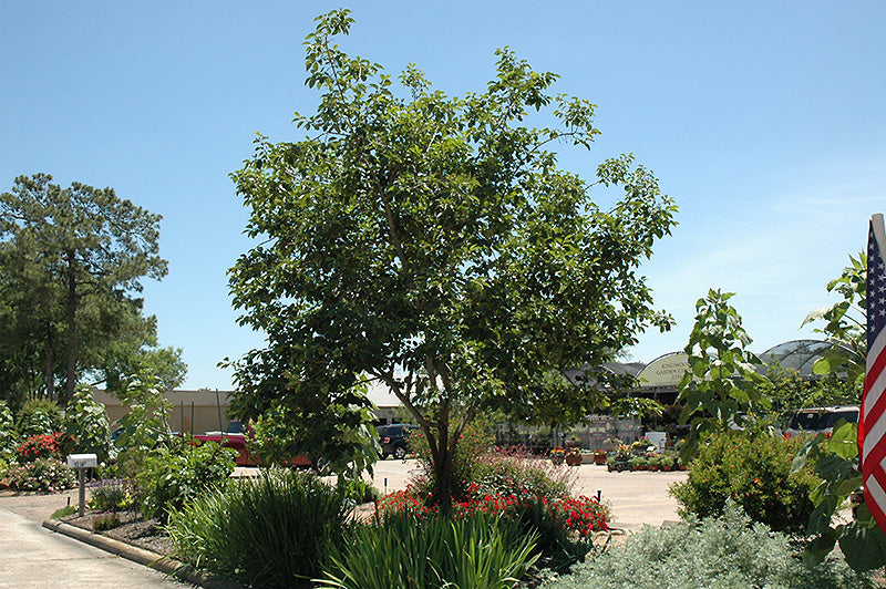 Persimmon-Common 15C