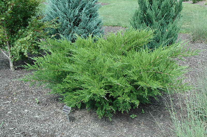 Juniper-Sea Green 5C