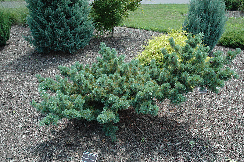 Pine-Fukuzumi 3C