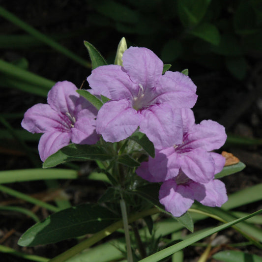 Ruellia-Humilis 1C