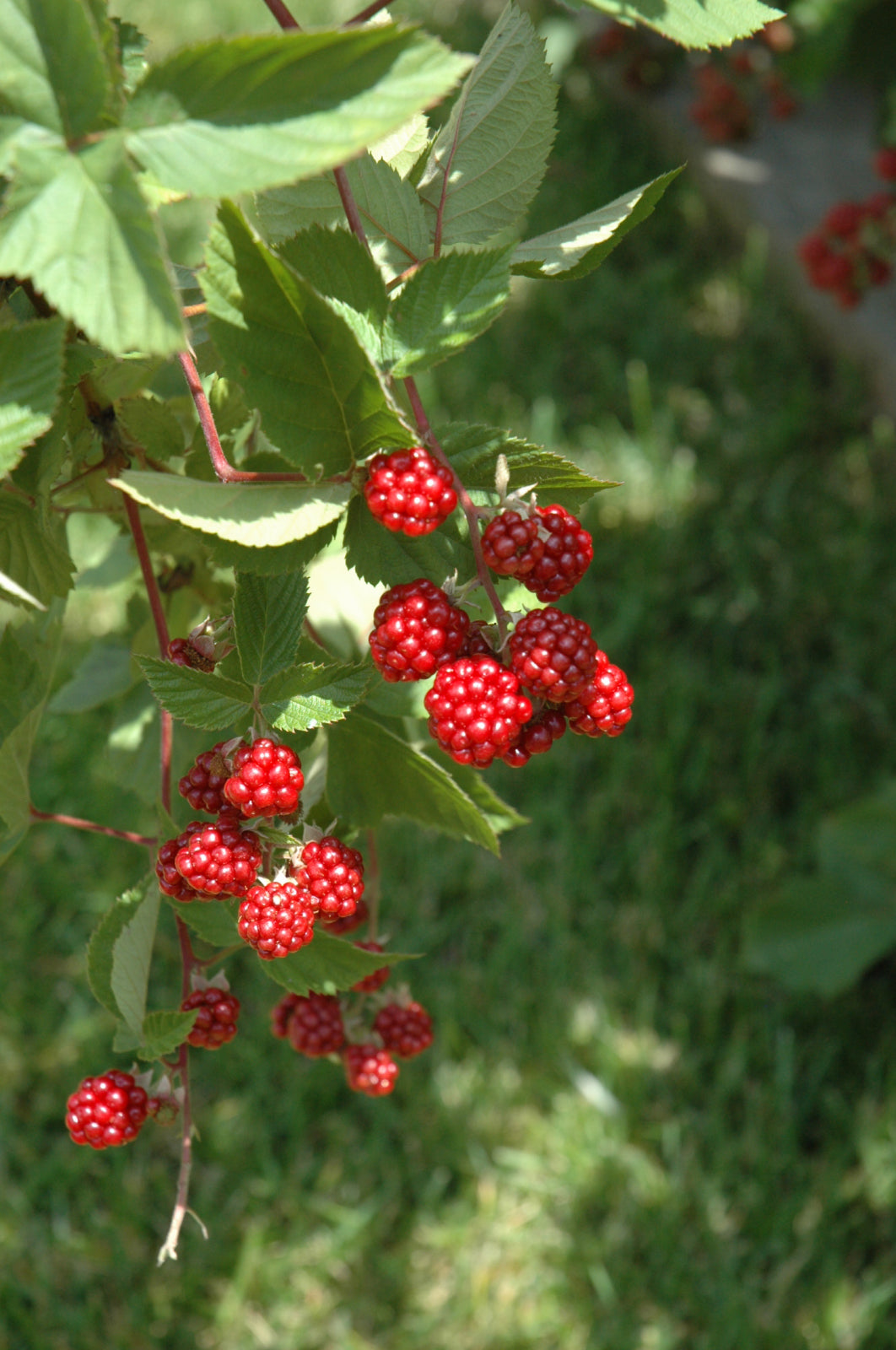 Raspberry-Heritage 3C