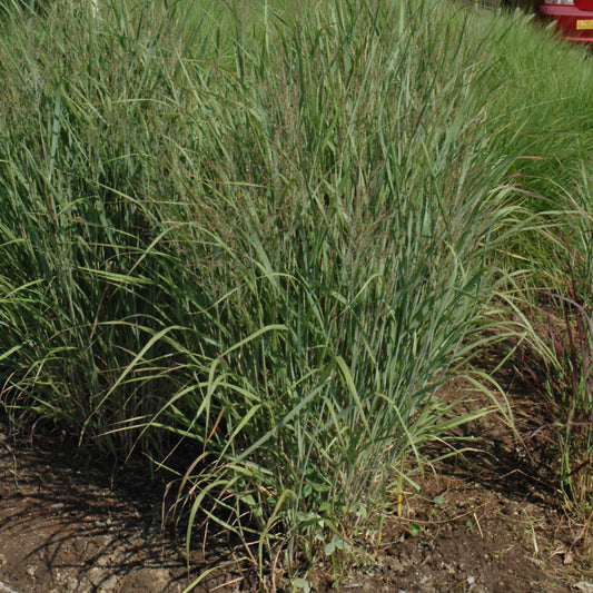 Grass-Ruby Ribbons 1C